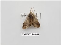 藏品(霧迴舟蛾)的圖片